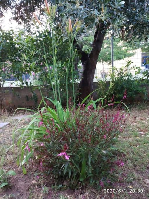 Anadora 2: Hospitable Stone House With Yard Διαμέρισμα Αλεξανδρούπολη Εξωτερικό φωτογραφία